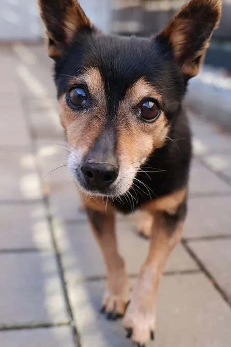 Hund aus Tierheim, Milli | Schwarz Braun Mischling Weiblich