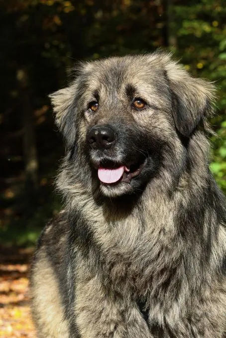 Gino - Mischling  zur Adoption