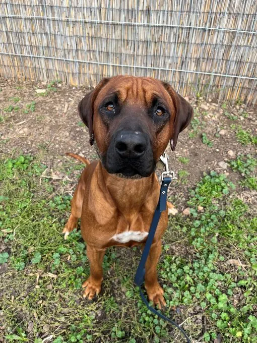 Kronos - Rhodesian Ridgeback zur Adoption