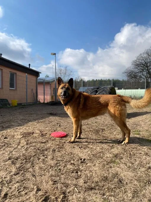 Dog from shelter, Phex | Hellbraun Belgischer Schäferhund Mischling Male