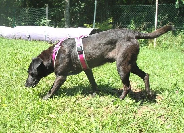 Dog from shelter, Ylva | Dunkelbraun Mischling Female