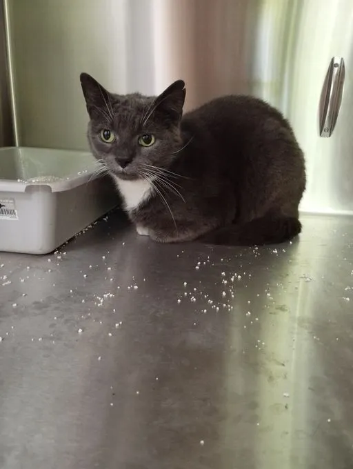 Stella - BKH Mix Shorthair zur Adoption