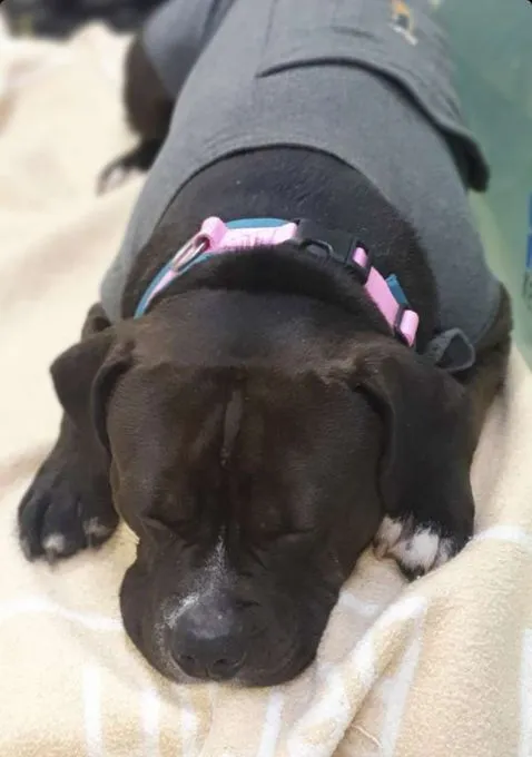 Hund aus Tierheim, Clyde | American Bully Stafford Mix Männlich