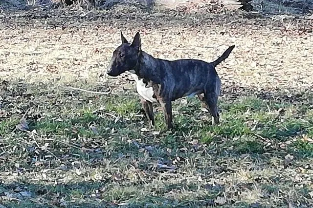 Dog from shelter, Barny | Braun Mischling Male