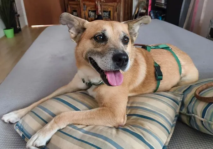 Marlyn - mischling zur Adoption