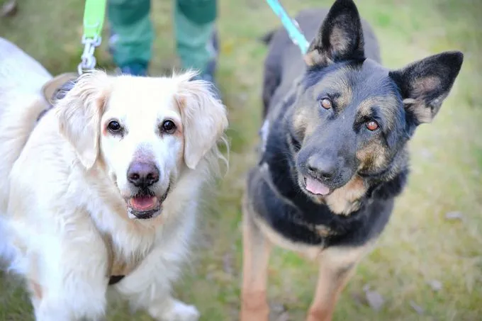 Hund aus Tierheim, Amy Xindy | Golden Retriever Mix Amp Dt Schäferhund Weiblich