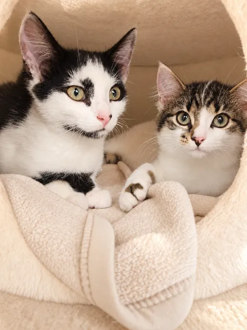 Bonnie & Clyde - ekh zur Adoption