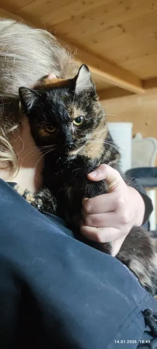 Helma sucht Familie  - Europäisch Kurzhaar  zur Adoption