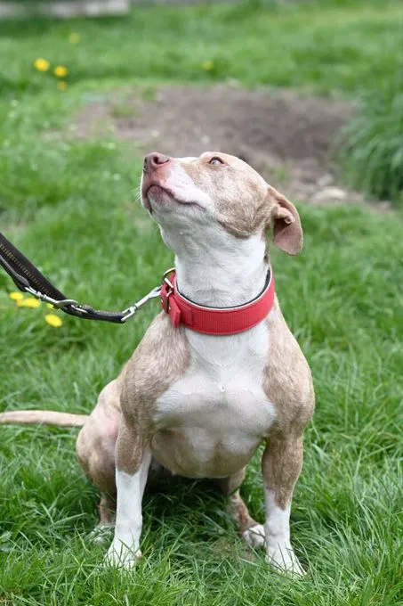 Hund aus Tierheim, Nora | Staffordshire Mix Weiblich