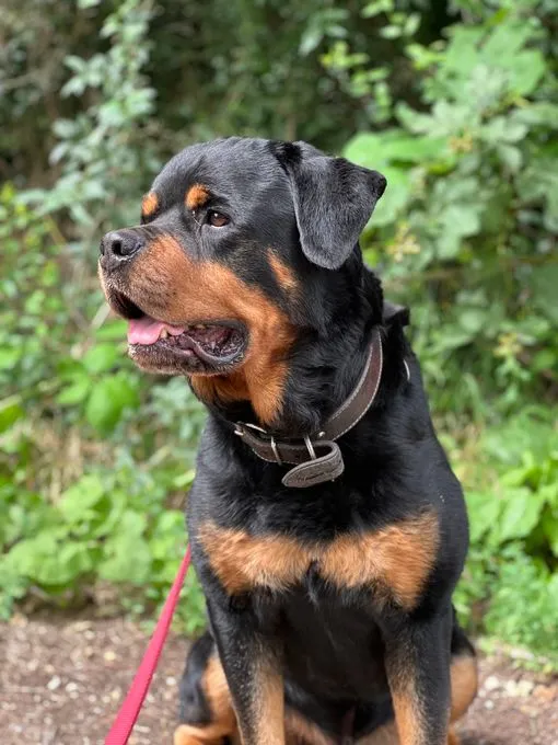 Diego  - Rottweiler zur Adoption