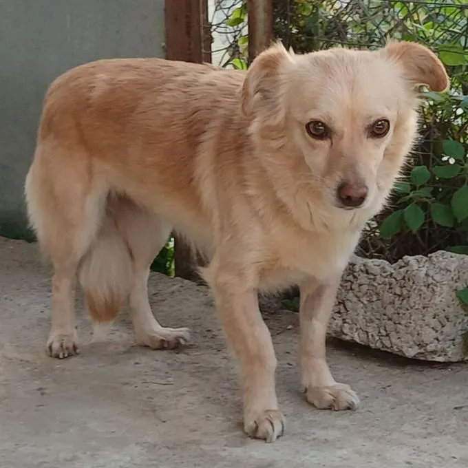 Romy - mischling zur Adoption