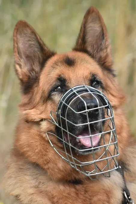 Dusty - deutscher-schaeferhund zur Adoption