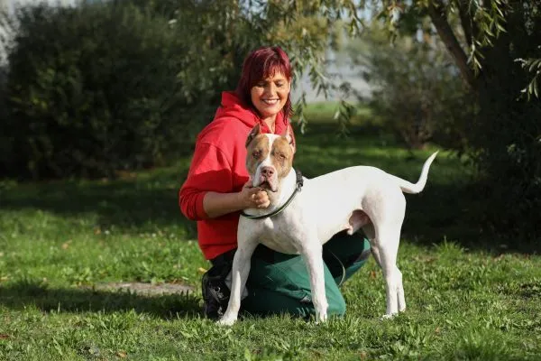 Hund aus Tierheim, Lunis | Staffordshire Dogo Argentino Mix Männlich