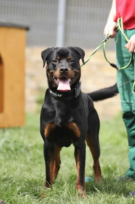 Dog from shelter, Fino | Rottweiler Male
