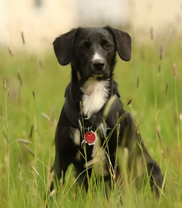 Tinella - labrador-mix zur Adoption