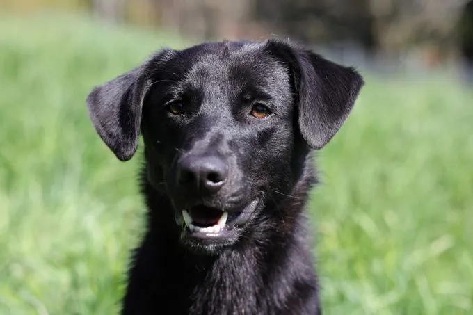 Dog from shelter, Benny | Schwarz Mischling Male