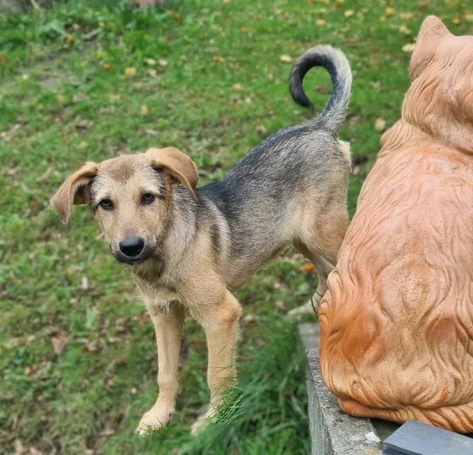 Jandrino - Mischling zur Adoption