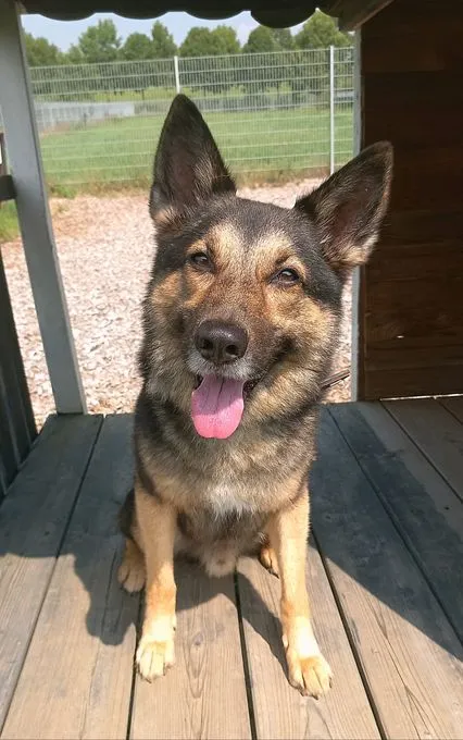 Billy - schaeferhund-mix zur Adoption