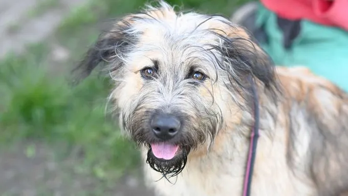 Dog from shelter, Grisu | Mischling Female
