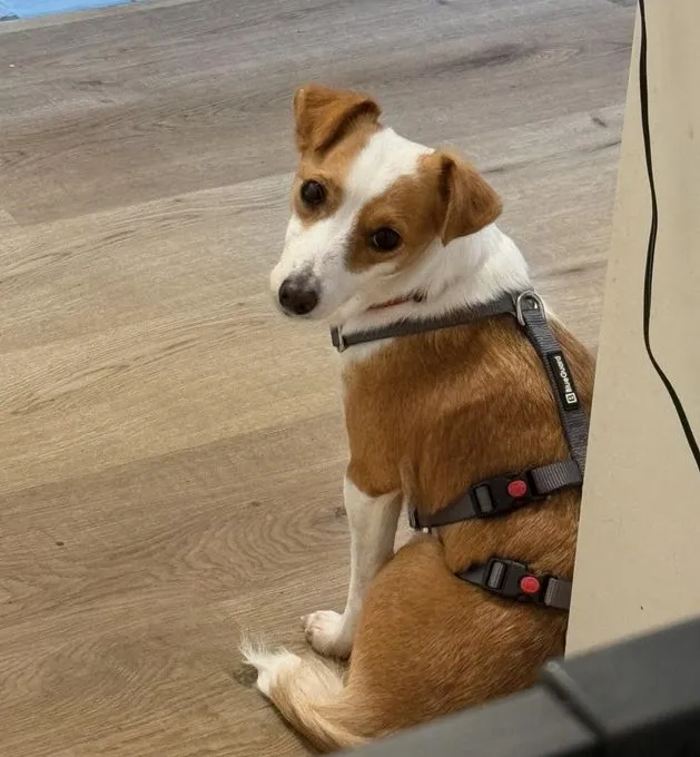 Janka - mischling zur Adoption