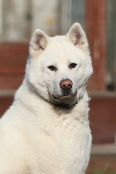 Dog from shelter, Akio | Akita Inu Male