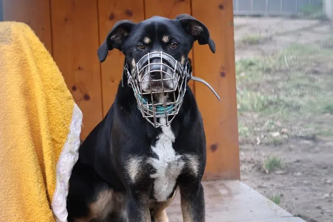 Crassus - Mischling zur Adoption