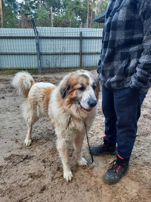 H25-009 Hera - Herdenschutzhund zur Adoption