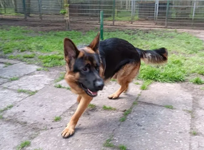 Rufus - Schäferhund zur Adoption