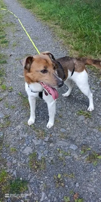 Hund aus Tierheim, Balou | Terrier Mix Männlich