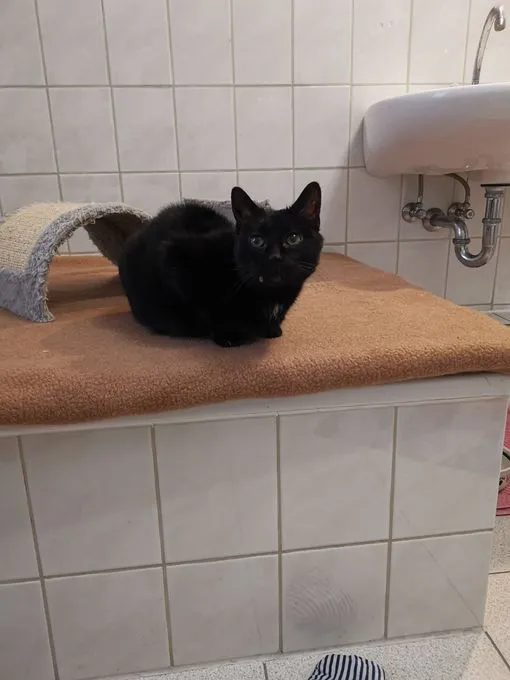 Cat from shelter, Gretchen | Schwarz Ekh Female