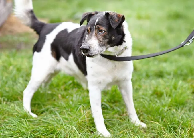 Dog from shelter, Müller | Terrier Mix Male