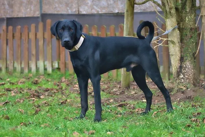 Dog from shelter, Gördi | Schwarz Dobermann Labrador Mix Male