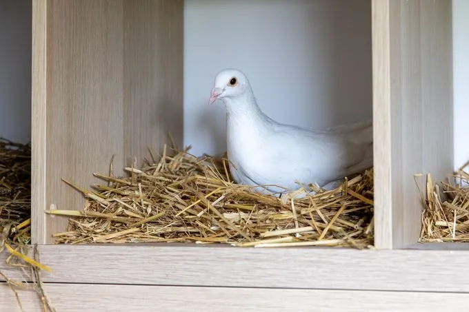 Tauben - Tauben zur Adoption
