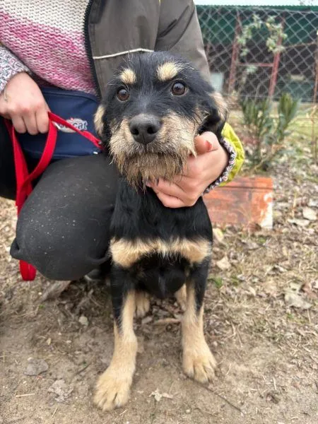 Dog from shelter, Fühe | Schwarz Mix Female