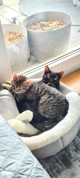 Cat from shelter, Carrie Und Charlotte | Schwarz Getigert Ekh Female