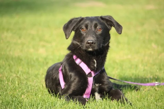 Syra - Mischling zur Adoption