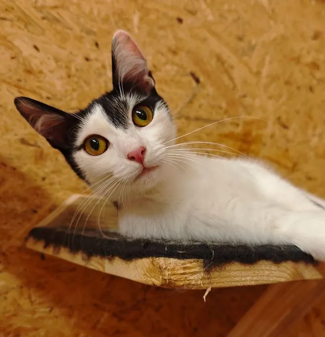 Liese & Lotte - europaeische-hauskatze zur Adoption