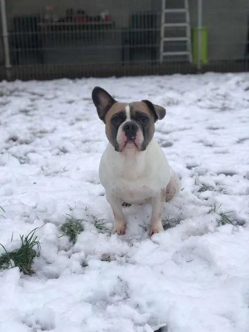 Dog from shelter, Brutus | Französische Bulldogge Male