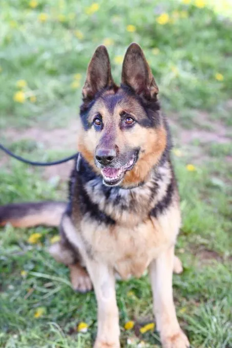 Dog from shelter, Pablo | Dt Schäferhund Female