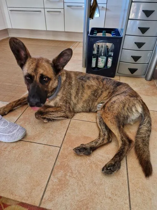 Dog from shelter, Akelo | Mali Mix Male