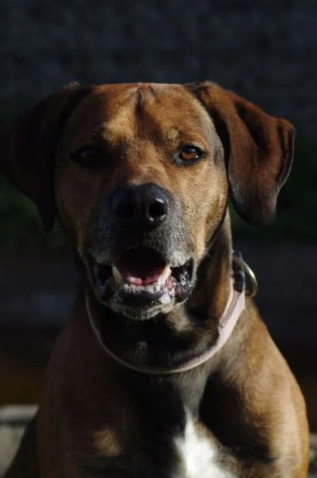 Hund aus Tierheim, Aaron | Rhodesian Ridgeback Männlich
