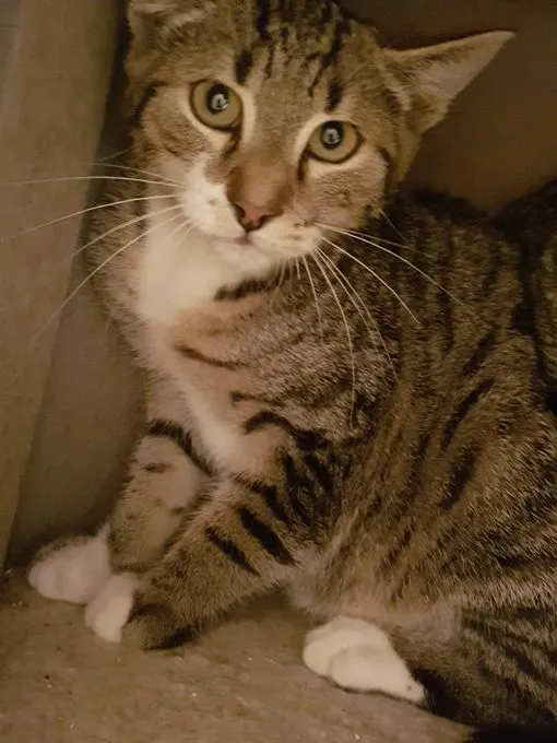Tim - EKH zur Adoption