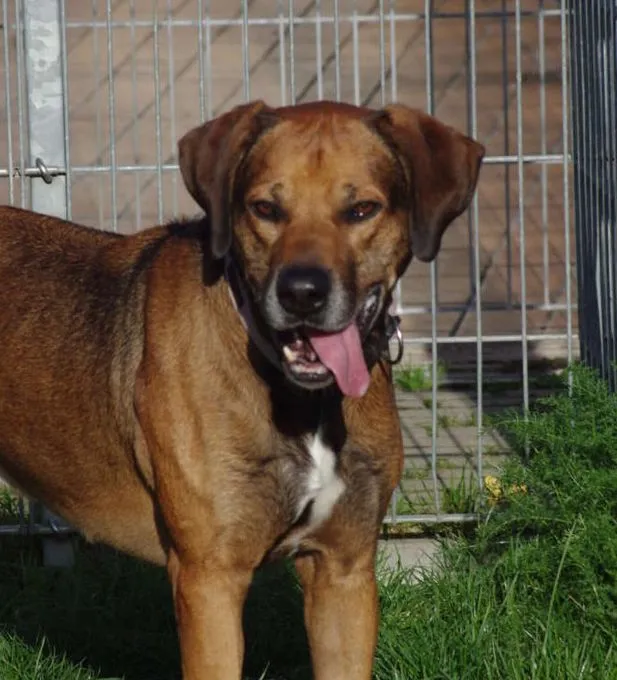 Hund aus Tierheim, Aaron | Rhodesian Ridgeback Männlich