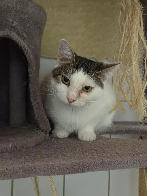 Pina - EKH zur Adoption