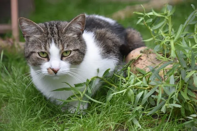 Easy und Gibsy - ekh zur Adoption