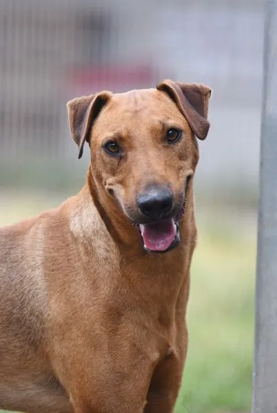 Dog from shelter, Gustav | Heideterrier Male