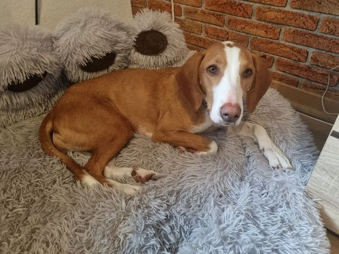 Mirella - Mischling zur Adoption