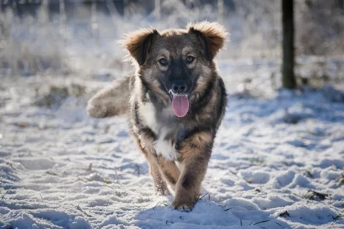 Caramelli - Mischling zur Adoption