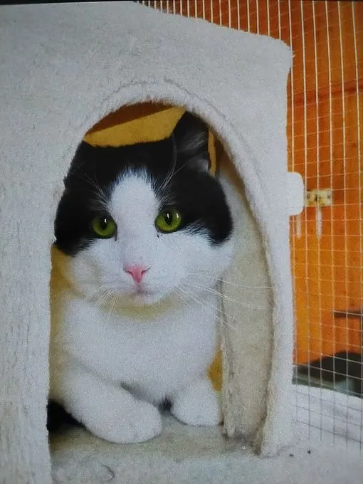 Cat from shelter, Panda | Schwarz Weiß Europäische Hauskatze Male