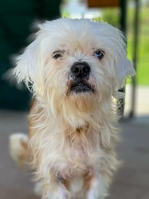 Sören - shih-tzu zur Adoption